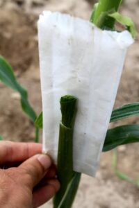 A hand holds a white paper bag in between a corn shoot and the corn stalk in order to separate husk leaves.