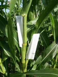 Two white paper corn shoot bags covering the growing corn shoots attached to the stalk.