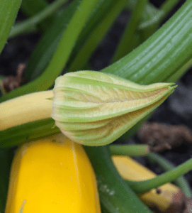 A closed female squash "tomorrow" flower starting to turn yellow