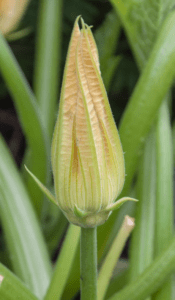 A closed male squash "tomorrow" flower turning yellow