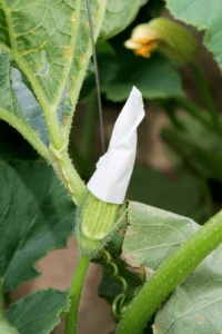 A male squash blossom covered with a piece of tape to prevent pollination