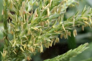 Close up of anthers on a corn plant's tassel shedding pollen