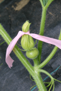 A female squash flower tied closed with a piece of pink flagging tape to prevent pollination