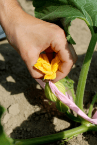 A hand grabs the yellow ends of a tied off female squash blossom to tear it off in order to hand-pollinate the flower