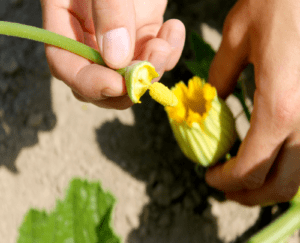 Holding the male squash stamen in one hand and the open female squash blossom in the other to prepare for squash hand-pollination