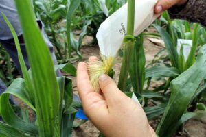 a person sprinkling yellow corn pollen by hand onto corn silks from a white bag