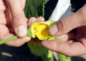 Two hands tearing open a male squash flower that had been taped shut, revealing the yellow stamen of the flower covered in pollen