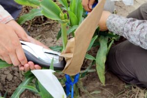 One person staples and secures a brown paper bag around an ear of corn while another person holds the bag in place