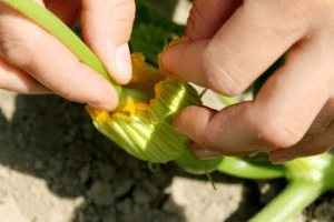 One hand holds an open female squash blossom steady while another hand inserts a male squash flower's stamen inside in order to polliante