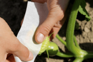 Two hands putting white tape over a female squash blossom after hand-pollination