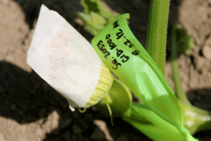 A female squash flower taped closed and with green flagging tape tied around the stem. The flagging tape has black sharpie writing to identify the squash pollination date