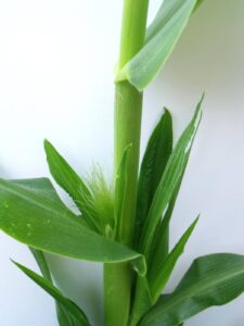 a small green corn shoot with exposed silks emerging from in between the corn stalk stalk and husk leaf