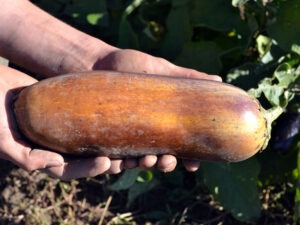 A person holds an eggplant at seed maturity with tough yellowish skin