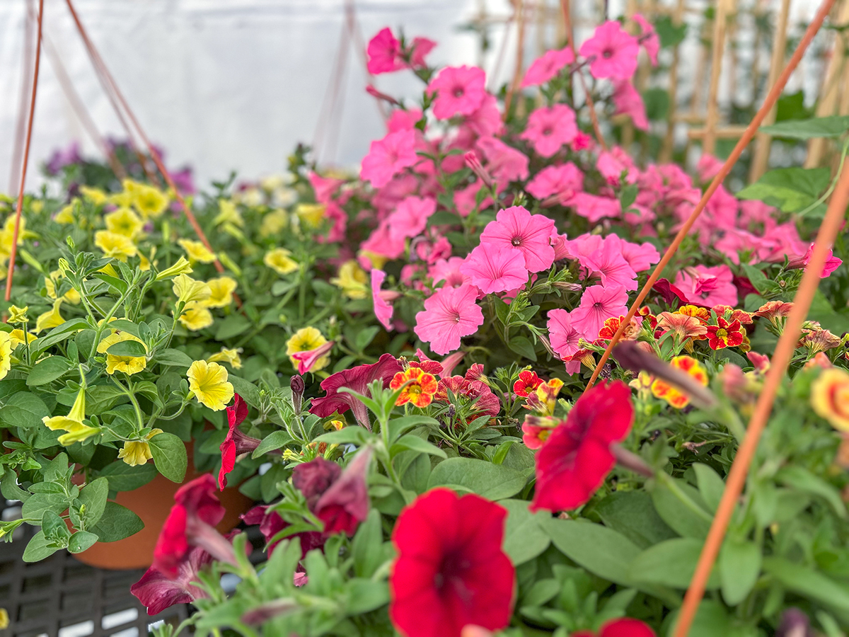 Several hanging baskets with colorful petunias
