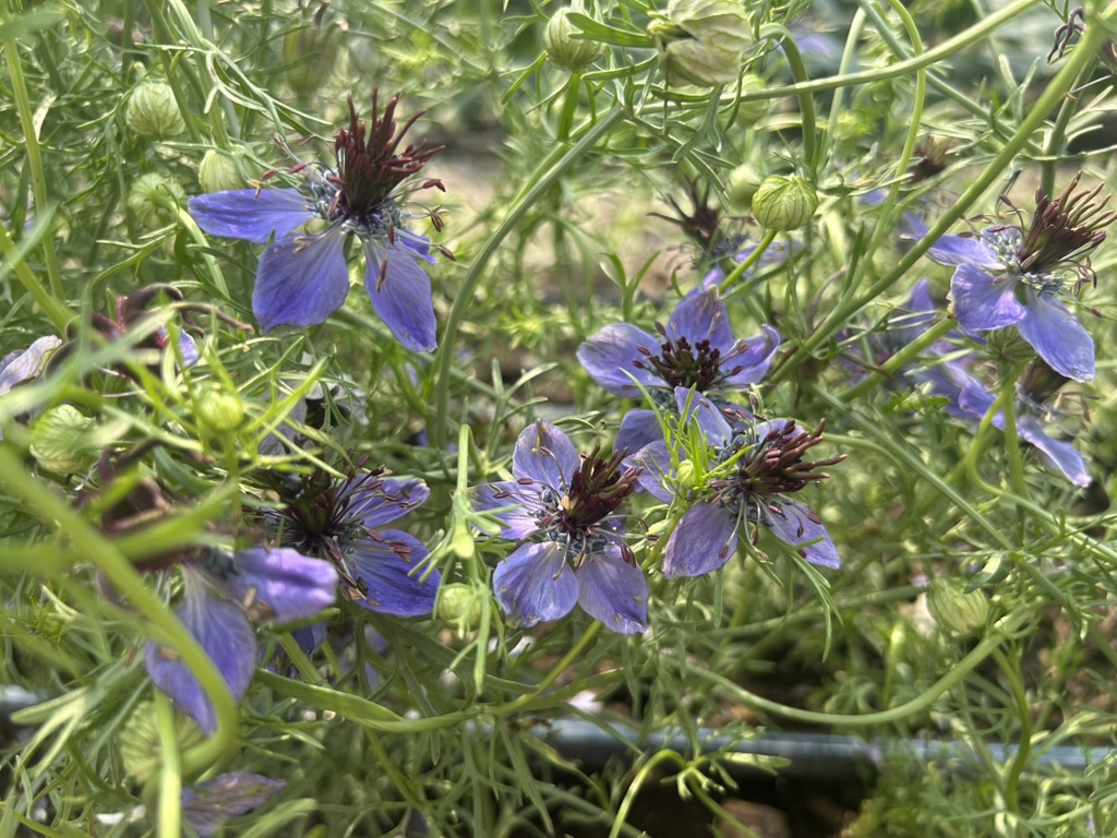 Unique, blue-purple Nigella Hispanica flowers surrounded by feathery foliage 