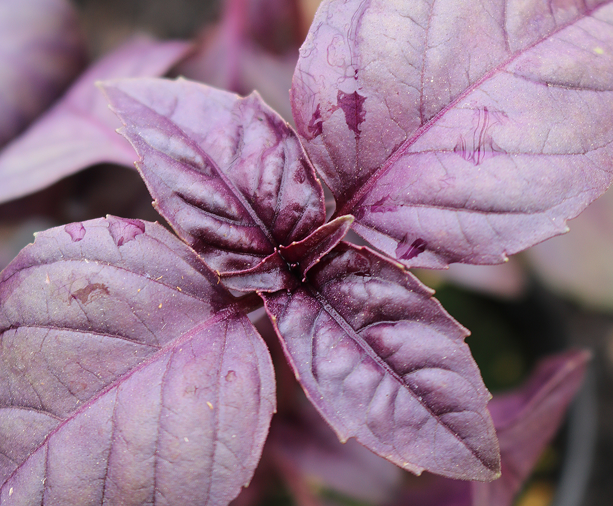 A 'Purple Opal' basil plant