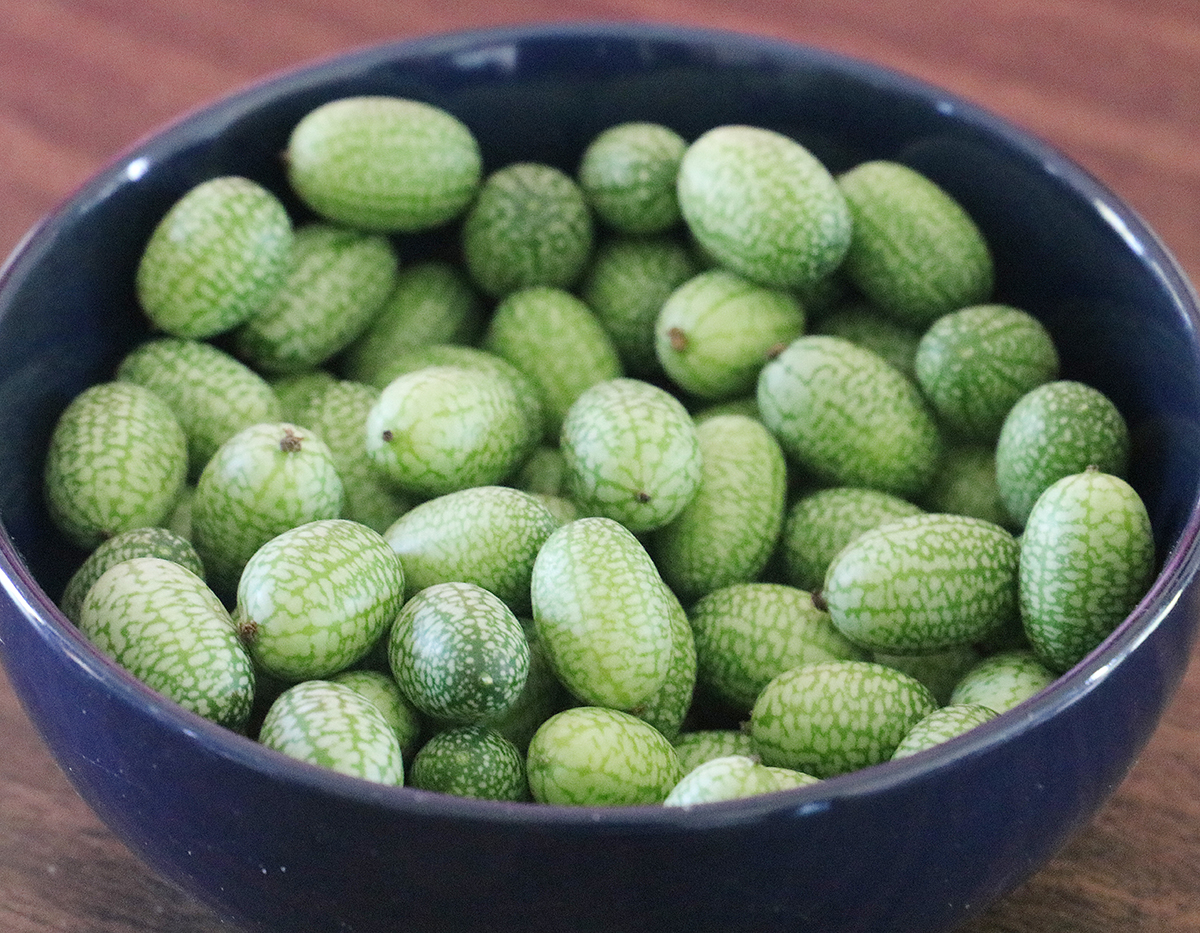 A bowl filled with small, green, oblong 'Mexican Sour Gherkin' cucumbers