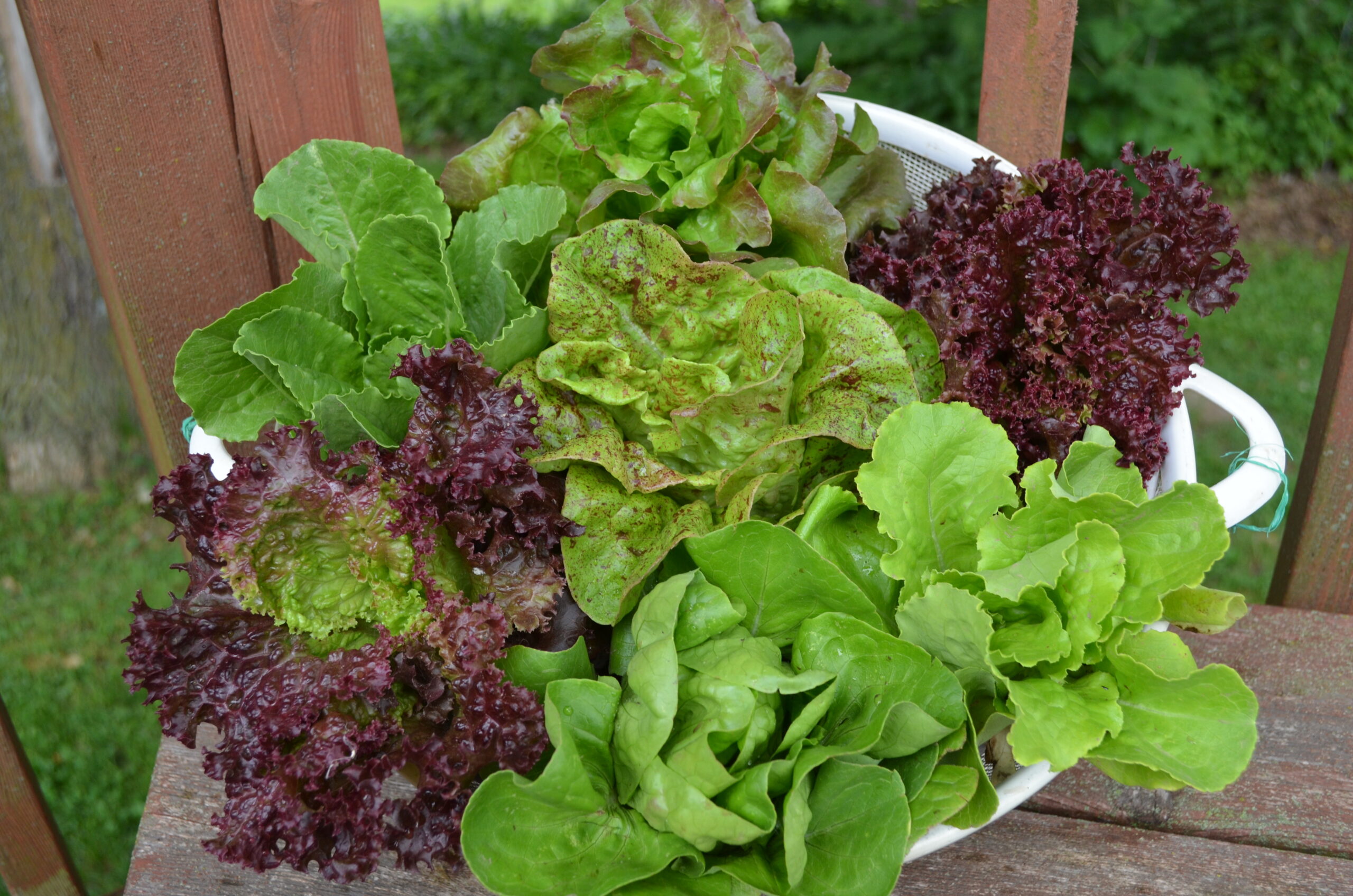Many heads of different color lettuce varieties