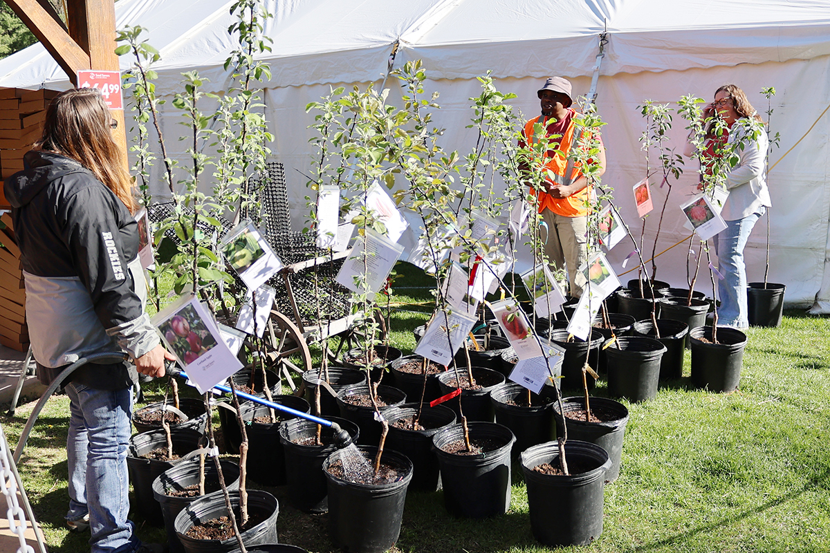 Several people stand around a group of potted young fruit trees in front of a large white tent