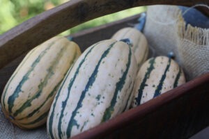 Several oblong white and green striped squash rest in a basket