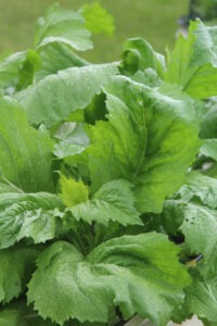 A single mustard plant with several large, toothed, green leaves. 