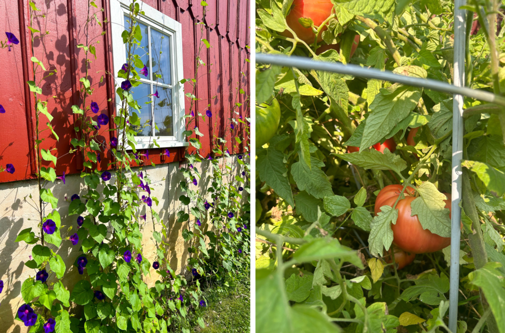 A photo of leafy vines with purple morning glory flowers growing up ropes on the side of a red building on the left, and a photo of several large red tomatoes growing in a bushy plant inside a trellis on the right.