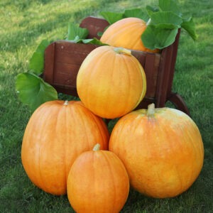 Four large, orange pumpkins stacked against the front of a brown, wooden wheelbarrow holding another orange pumpkin surrounded by large, green leaves. 