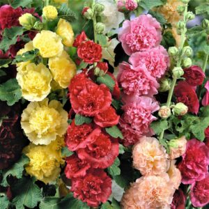 Three vertical rows of double-bloomed flowers (left to right), yellow, red, and pink; flowers are surrounded by green leaves. 