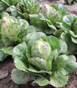 Two diagonal rows in a garden plot of romaine lettuce heads that have green leaves tinged with red.