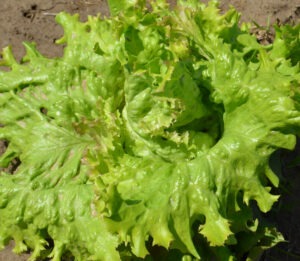 A single large, yellow-green, brown-tinged, highly toothed lettuce head in the ground. 