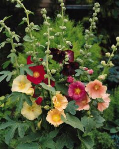 Single-bloom flowers in pastel colors surrounded by a green leaves and emerging stems with buds. 