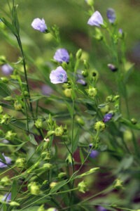 Small, delicate, purple blooms on long, wispy, green stems, curled to the left. 