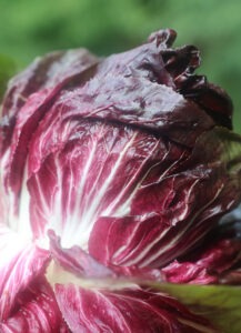 One purple-red, tightly formed head of radicchio leaves. 