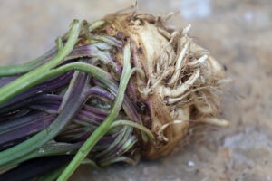 A single white celeriac root with green-and-purple stems on the left side.