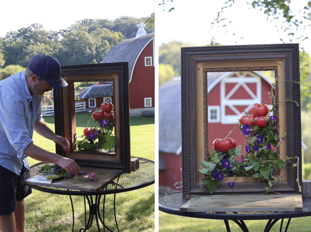 A photo of a man staging purple morning glory flowers and large red tomatoes inside a picture frame with a red barn in the background on the left, and a photo of the final set-up on the right.