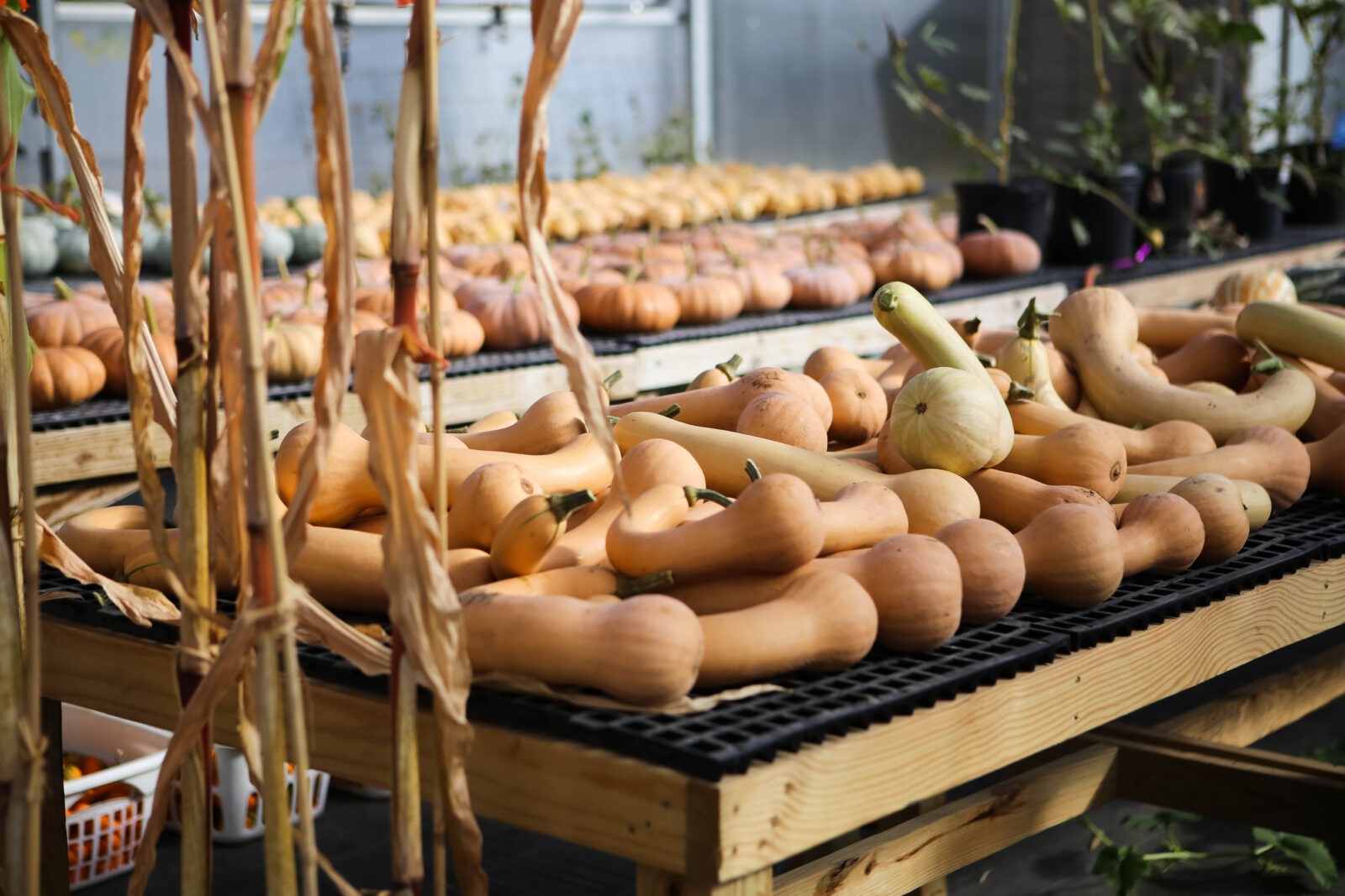 Many squashes sit on tables in a greenhouse