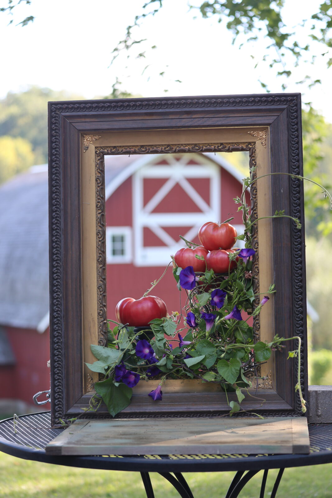 large tomatoes and purple morning glory flowers staged in a picture frame with a red barn in the background