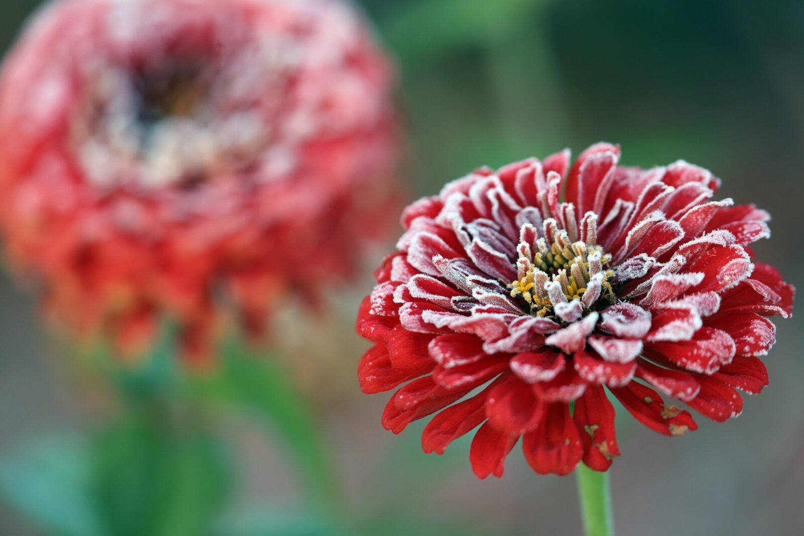 two red, double-blossomed zinnias, dusted with white frost