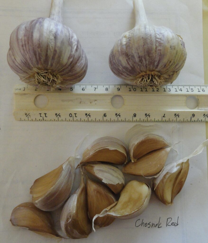 Two garlic bulbs next to a ruler with a group of individual garlic cloves.