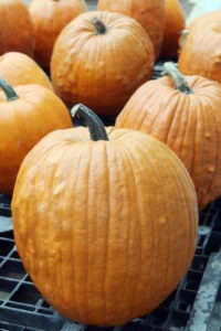 Several large orange pumpkins rest on a black crate