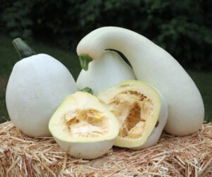 Three white squash and one cut in half sit on a straw bale