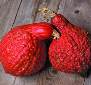 Two large orange bumpy squash sit together on a wood table