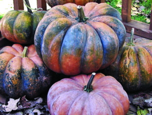 Several large, wide, pumpkins of various orange/purple/green colors grouped together