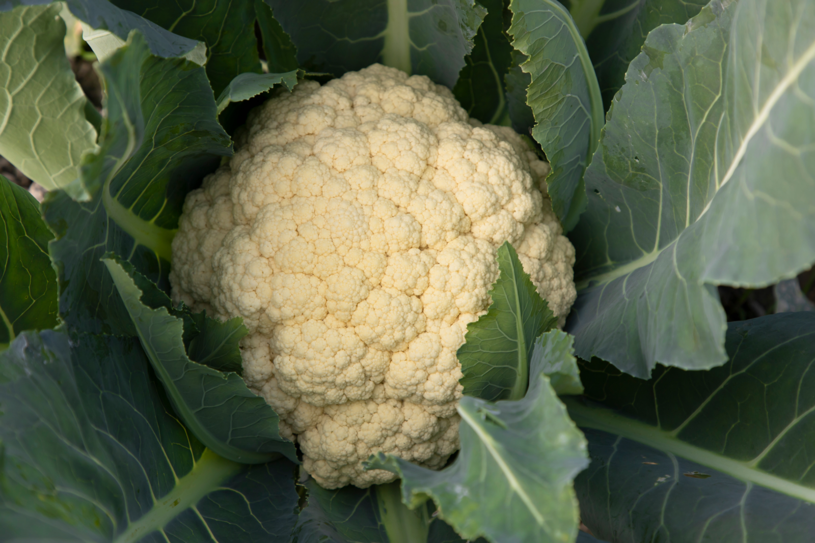 A white head of cauliflower surrounded by its leaves