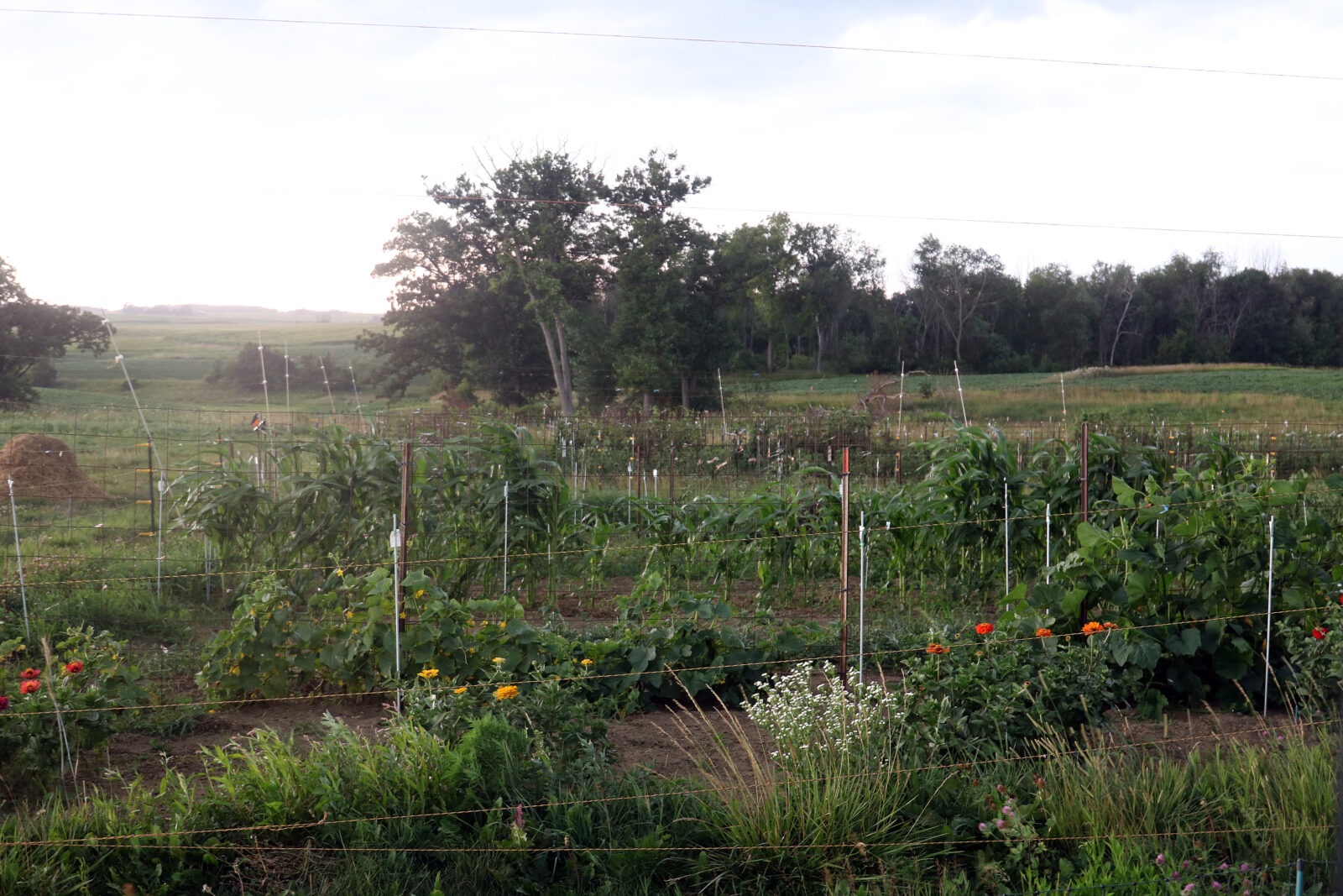 A large garden in a field with trees in the distance