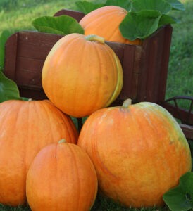 Four large orange pumpkins on the ground next to and one in a wheelbarrow