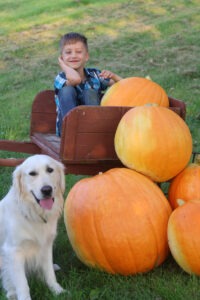 white golden retriever and four large orange pumpkins flank young boy sitting in wheelbarrow with one orange pumpkin