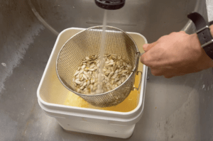 A hand holds a strainer of squash seeds over a bucket with orange liquid in it and a sink as a spray nozzle sprays the seeds with water.