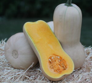 Two beige butternut squash with light green stripes and one cut in half leaning against them on a straw bale