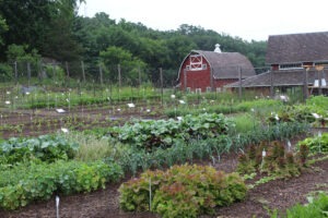 A large garden with many plants and a red barn in the distance